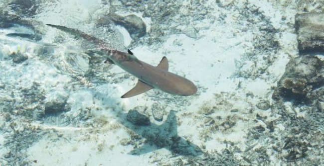 В Австралии очень быстро вымирают акулы (3 фото) - «Планета Земля»