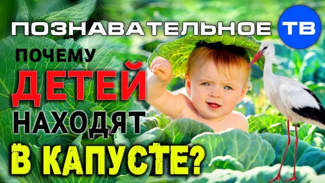 Почему детеи находят в капусте? (Познавательное ТВ, Артём Войтенков) - YouTube - «Видео»