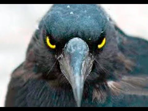 Вороны.Никто не ожидал такого от обычных птиц,вот на что они способны.7 тайн вороны - YouTube - «Видео новости»