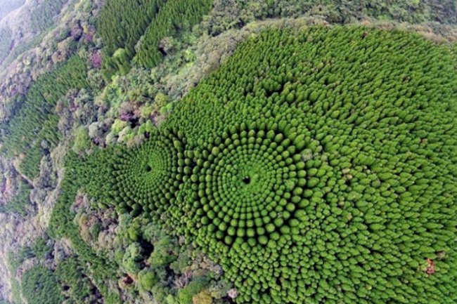 Лес кругами: экcперимент который длится полвека (3 фото) - «Планета Земля»