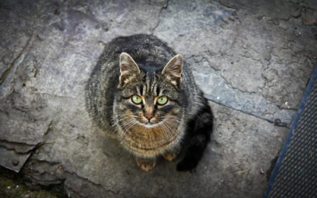Так почему же нельзя смотреть кошке в глаза? Мистические и научные объяснения (6 фото) - «Мистика»