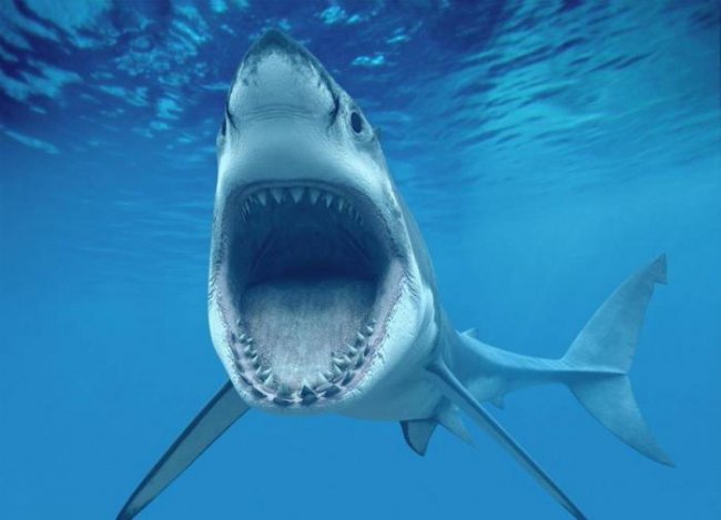 Челюсти: 5 глупых мифов об акулах (5 фото) - «Планета Земля»