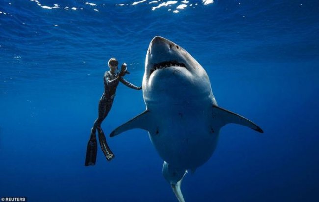 Рискуя жизнью, дайвер сделал снимки самой большой заснятой вблизи белой акулы (5 фото) - «Планета Земля»