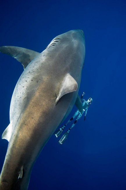 Дип Блю — самая огромная белая акула в мире. Уникальные фото гиганта (9 фото + 1 видео) - «Планета Земля»