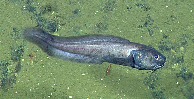 В мертвой зоне Калифорнийского залива ученые неожиданно нашли большое количество рыб (3 фото) - «Планета Земля»