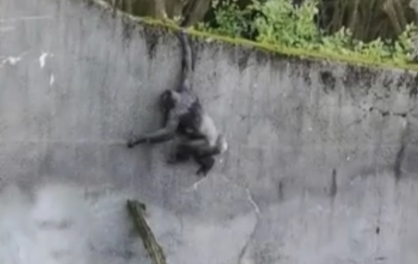 В зоопарке Белфаста шимпанзе додумались построить лестницу и сбежали из вольера (4 фото) - «Планета Земля»