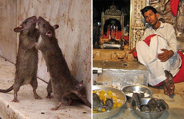 Индийский храм, где поклоняются живым крысам (11 фото) - «Планета Земля»