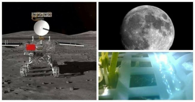 Китайцы вырастили на Луне хлопок и показали его фотографии (11 фото) - «Луна»
