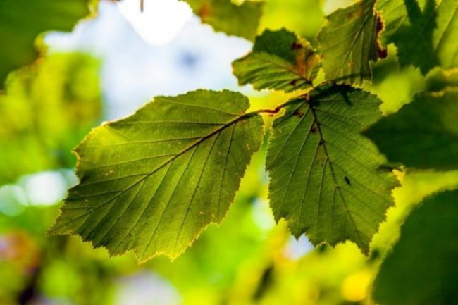 Созданы искусственные листья для эффективной очистки воздуха (2 фото) - «Новые технологии»