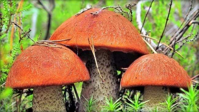 Загадка разумного поведения грибов - YouTube - «Видео новости»
