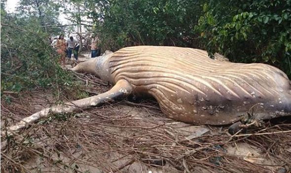 В Бразилии удивились, обнаружив в джунглях тушу кита (4 фото) - «Планета Земля»