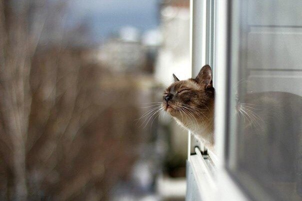 А вы знаете, что сегодня в России отмечают День Кошек? - «Тайны природы»