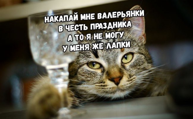 А вы знаете, что сегодня в России отмечают День Кошек? - «Тайны природы»