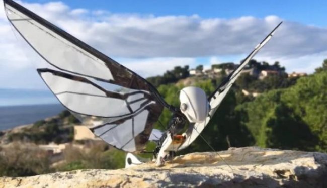 Этот робот почти неотличим от живых насекомых: взгляните сами (2 фото + видео) - «Новые технологии»