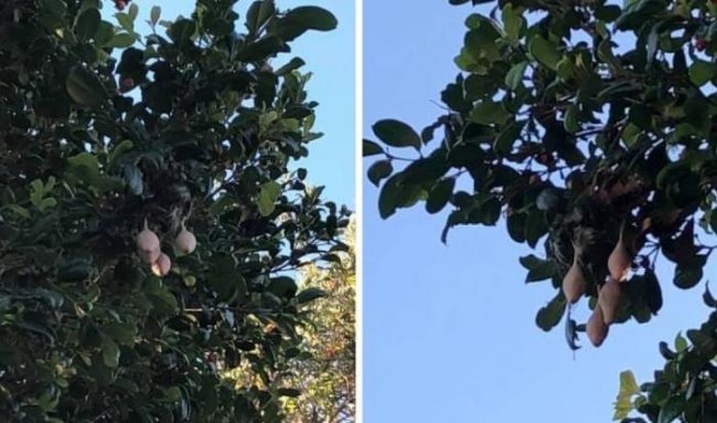 Женщина увидела на деревьях у дома странные плоды (4 фото) - «Планета Земля»