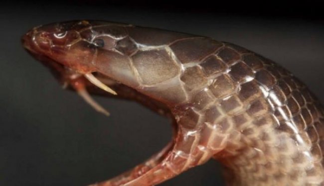 Обнаружен новый вид змей, способных атаковать даже не открывая рта (2 фото) - «Планета Земля»