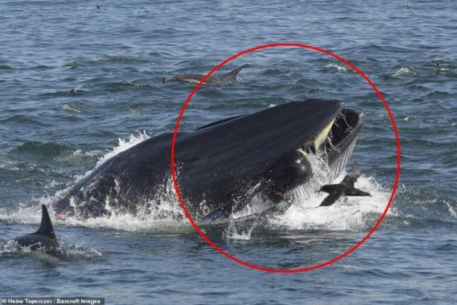 Южноафриканский дайвер попал в пасть кита (6 фото) - «Планета Земля»
