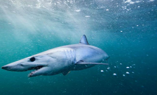 Почему акула быстро плавает (2 фото) - «Планета Земля»