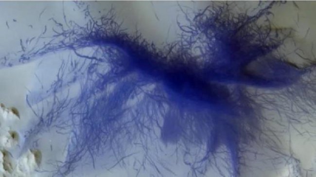 Европейский орбитальный модуль сфотографировал «волосатого синего паука» на Марсе (5 фото) - «Тайны Космоса»