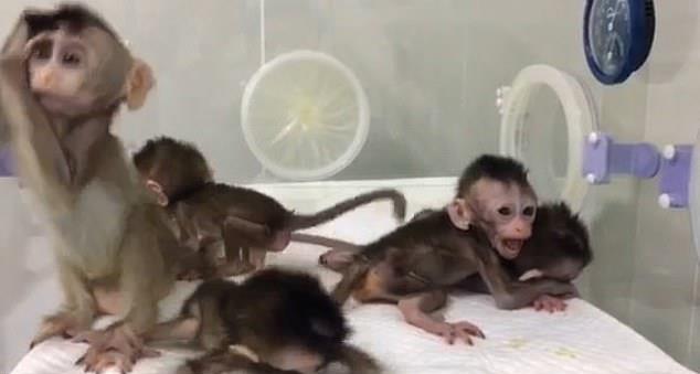 В Китае клонировали 5 обезьян с измененным ДНК (+видео) - «Клонирование»