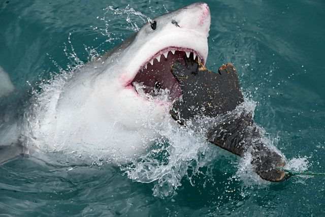 Обнаружен хищник, которого боятся даже большие белые акулы (4 фото) - «Планета Земля»