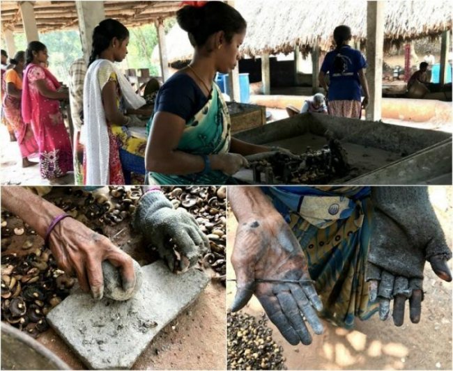 Индийские женщины платят сожженными руками за нашу любовь к кешью (13 фото) - «Планета Земля»