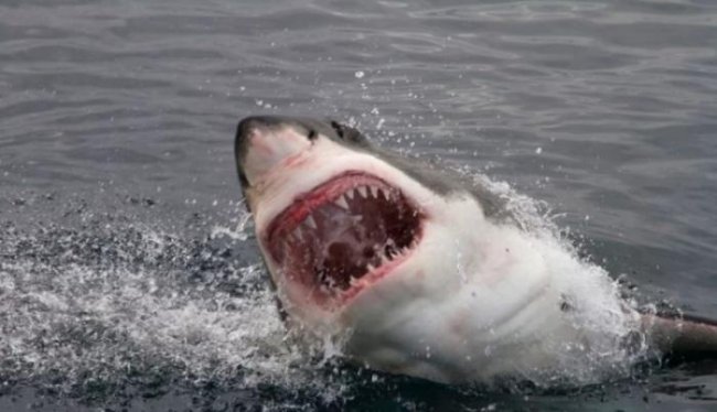 Белые акулы могут выдержать многое — даже содержание тяжелых металлов в крови - «Планета Земля»