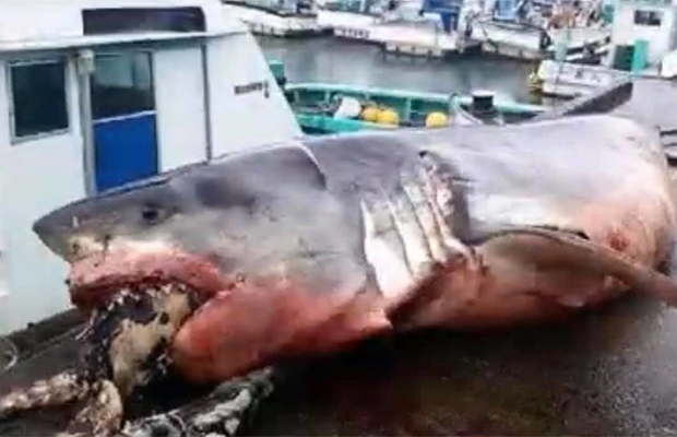 Огромная белая акула погибла в схватке с черепахой (3 фото) - «Планета Земля»