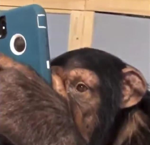 Шимпанзе научился использовать iPhone как человек (2 фото) - «Планета Земля»