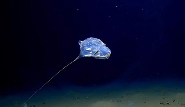Удивительное существо запечатлели на глубине Индийского океана (2 фото + видео) - «Планета Земля»