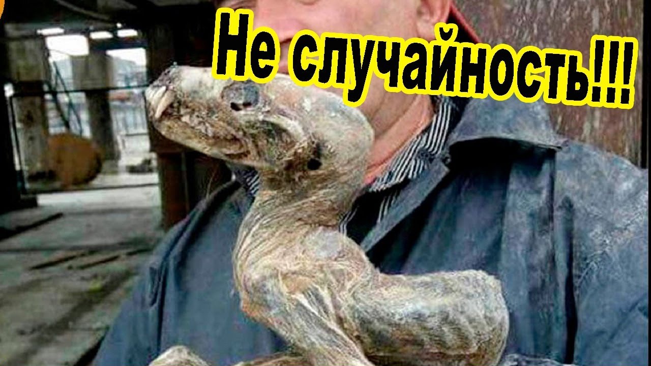 Существо науки. Сибирь нашли динозавры. В Якутии нашли живого динозавра.