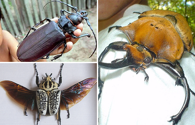 Гигантские жуки нашей планеты (7 фото) - «Планета Земля»