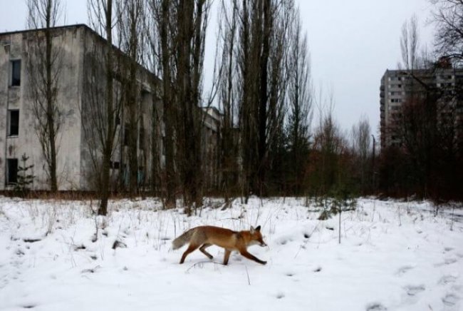 Взрыв реактора мог превратить Чернобыль в рай на земле - «Гиблые зоны»