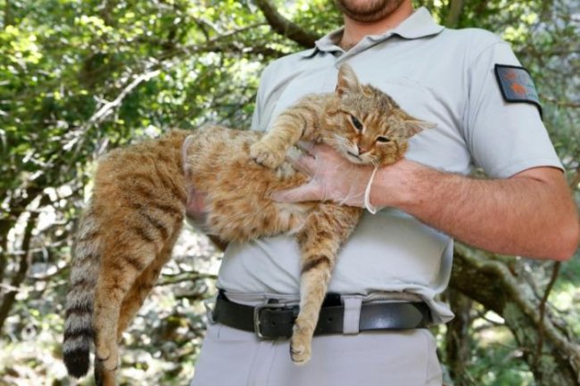 Мифический корсиканский «кот-лиса» оказался реальным животным (3 фото) - «Планета Земля»