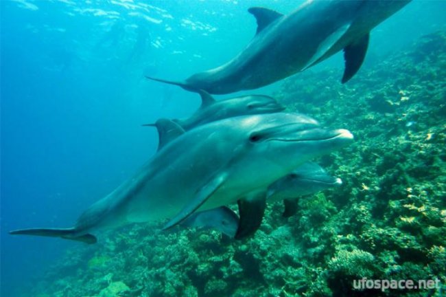 Загадочные случаи, когда дельфины спасали людей от акул (3 фото + видео) - «Планета Земля»