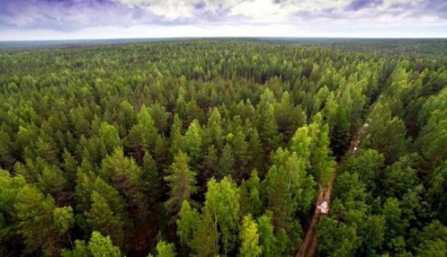 Что будет, если на Земле появится лес размером с континент? (3 фото) - «Планета Земля»