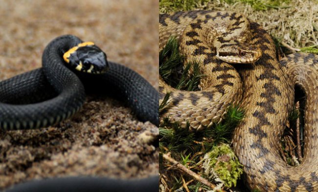 Гадюка или уж: основные отличия двух змей (3 фото + видео) - «Планета Земля»