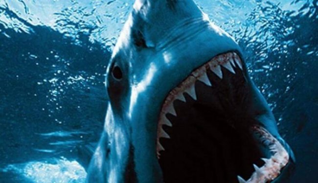 10 самых опасных акул, убивающих людей (10 фото + видео) - «Планета Земля»
