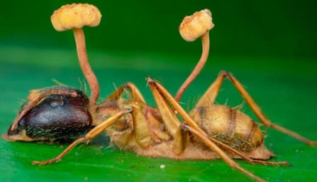 Как грибы-паразиты превращают муравьев в зомби? (3 фото) - «Планета Земля»
