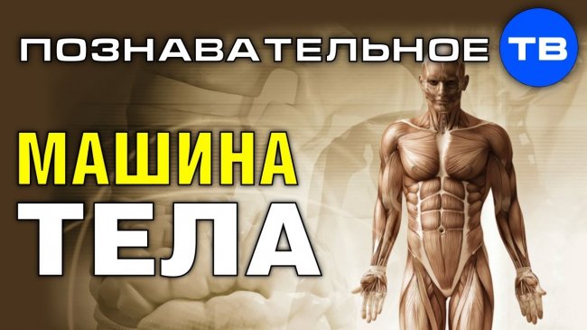 Машина человеческого тела (Познавательное ТВ, Роман Василишин) - YouTube - «Видео»