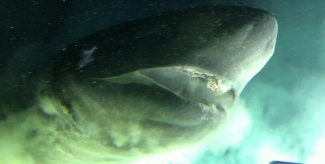 Исследователи встретили под водой гигантскую шестижаберную акулу (3 фото + 1 видео) - «Планета Земля»