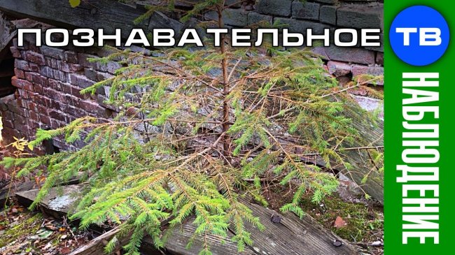 Высотная елка (Познавательное ТВ, Артём Войтенков) - YouTube - «Видео»