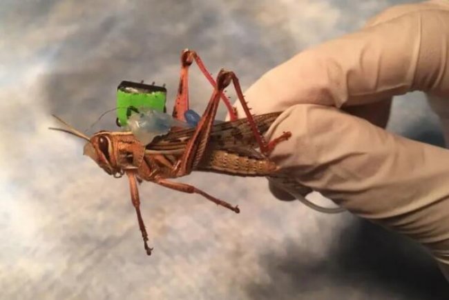 Созданы насекомые-киборги, способные искать взрывчатые вещества - «Новые технологии»