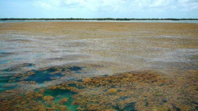 Аномалия в Атлантике: В океане стали активно размножаться бурые водоросли (3 фото) - «Аномальные зоны»