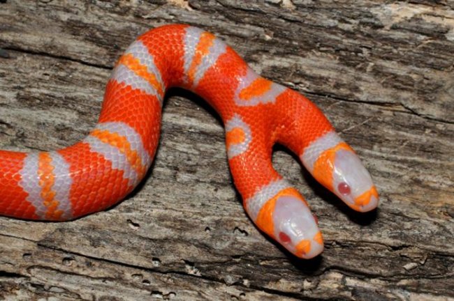 Почему не ладят головы двухголовой змеи и другие секреты рептилий (5 фото) - «Планета Земля»