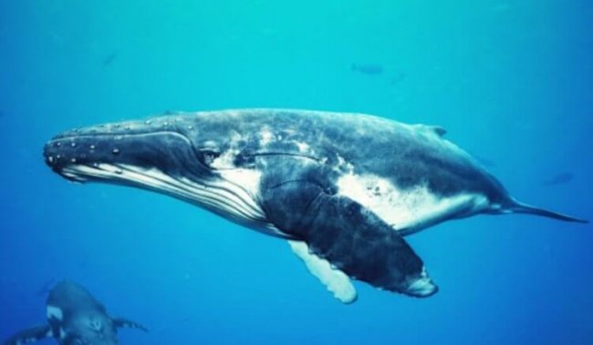 Как киты меняют старую кожу на новую? - «Планета Земля»