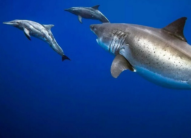 Акула vs дельфин — кто победит в смертельной схватке (3 фото + видео) - «Планета Земля»