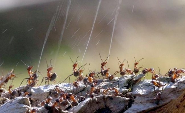Держать рабов и доить гусениц: на что способны муравьиные сообщества (3 фото + видео) - «Планета Земля»