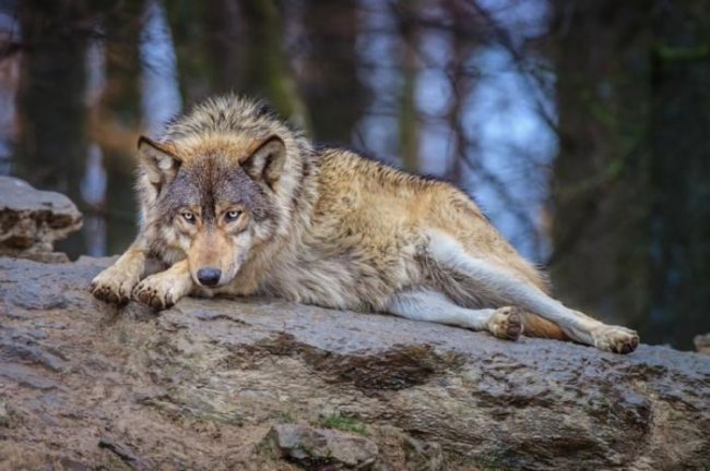 Сибирский волк — один из самых важных зверей фауны тайги (6 фото) - «Планета Земля»