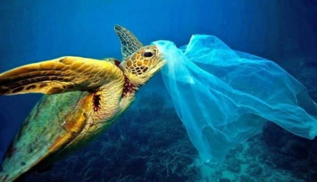 Почему черепахи едят пластиковый мусор? - «Планета Земля»